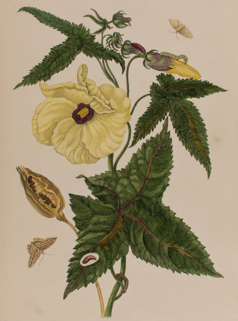 插图来自 "Metamorphosis insectorum Surinamensium.Ofte Verandering der Surinaamsche Insecten》，1705年出版（彩色雕刻）。 作者 玛丽亚·西比拉·格拉夫（后）梅里安