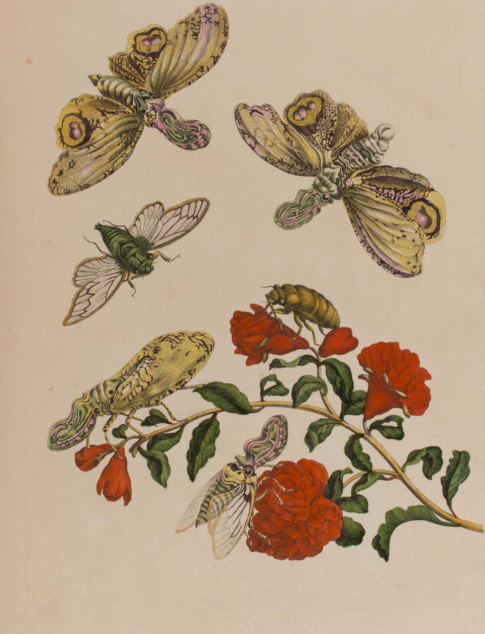 插图来自 "Metamorphosis insectorum Surinamensium.Ofte Verandering der Surinaamsche Insecten》，1705年出版（彩色雕刻）。 作者 玛丽亚·西比拉·格拉夫（后）梅里安