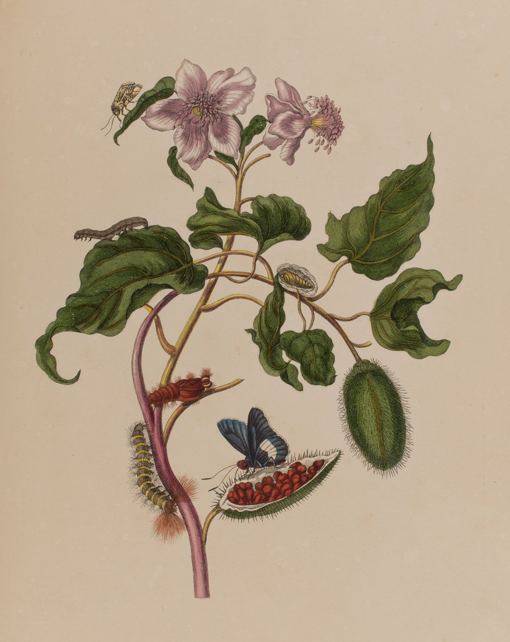 插图来自 "Metamorphosis insectorum Surinamensium.Ofte Verandering der Surinaamsche Insecten》，1705年出版（彩色雕刻）。 作者 玛丽亚·西比拉·格拉夫（后）梅里安