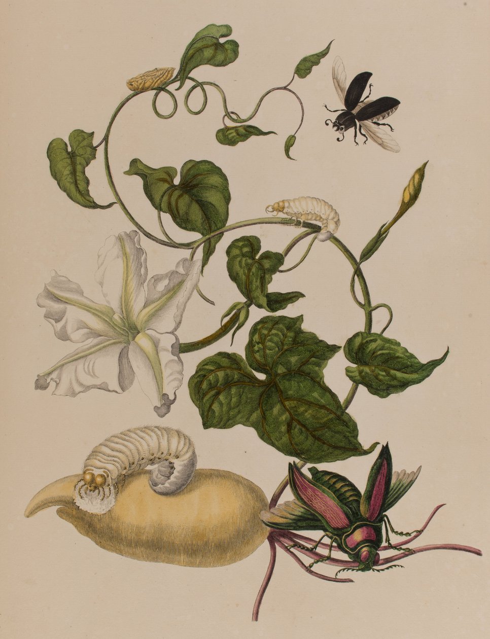 插图来自 "Metamorphosis insectorum Surinamensium.Ofte Verandering der Surinaamsche Insecten》，1705年出版（彩色雕刻）。 作者 玛丽亚·西比拉·格拉夫（后）梅里安