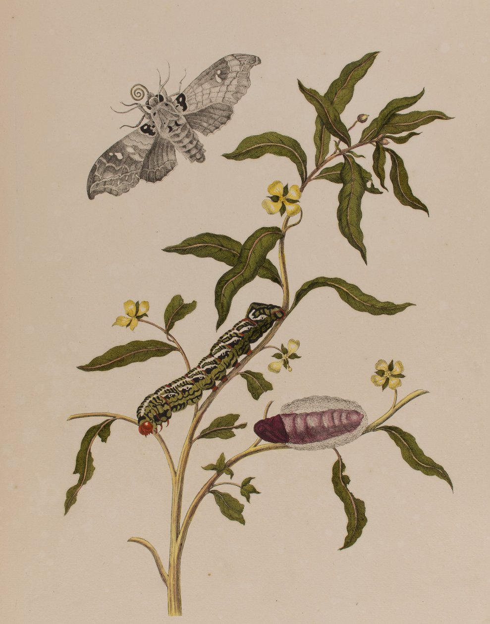 插图来自 "Metamorphosis insectorum Surinamensium.Ofte Verandering der Surinaamsche Insecten》，1705年出版（彩色雕刻）。 作者 玛丽亚·西比拉·格拉夫（后）梅里安