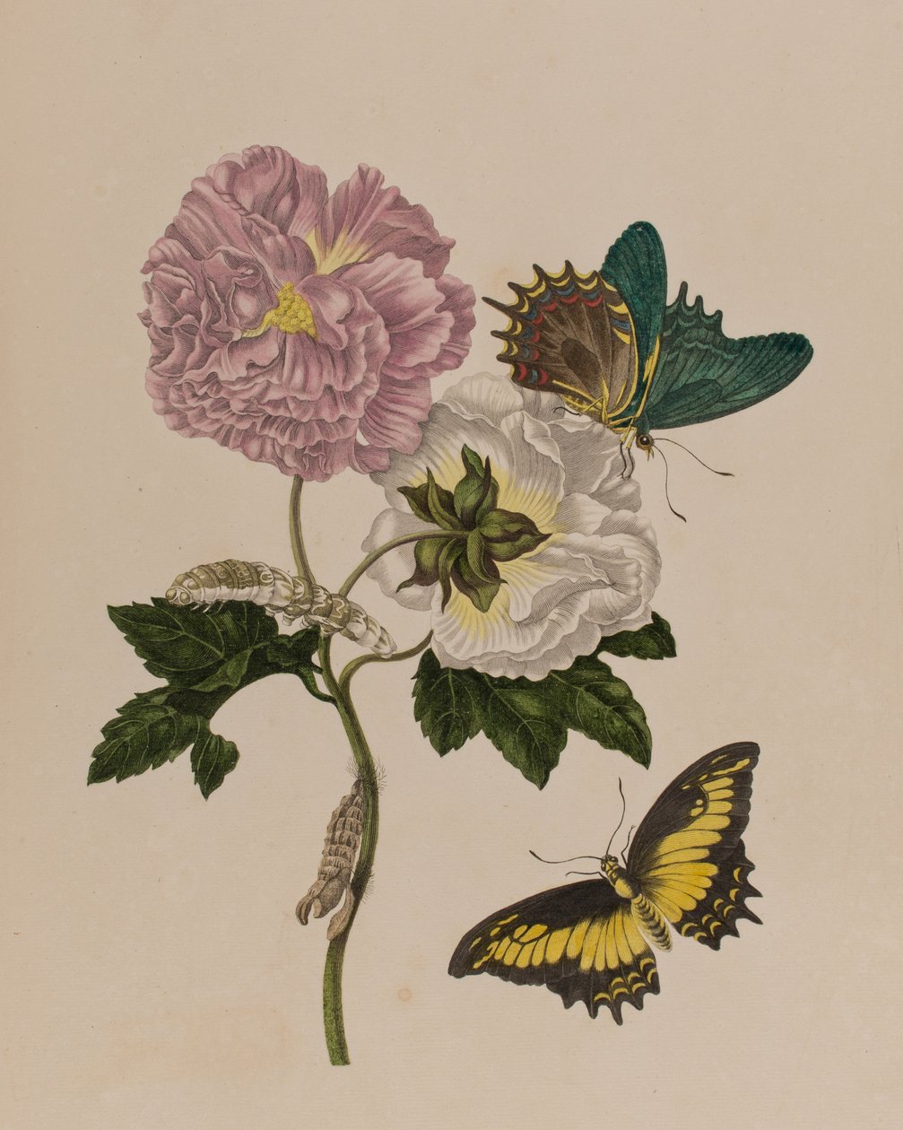 插图来自 "Metamorphosis insectorum Surinamensium.Ofte Verandering der Surinaamsche Insecten》，1705年出版（彩色雕刻）。 作者 玛丽亚·西比拉·格拉夫（后）梅里安