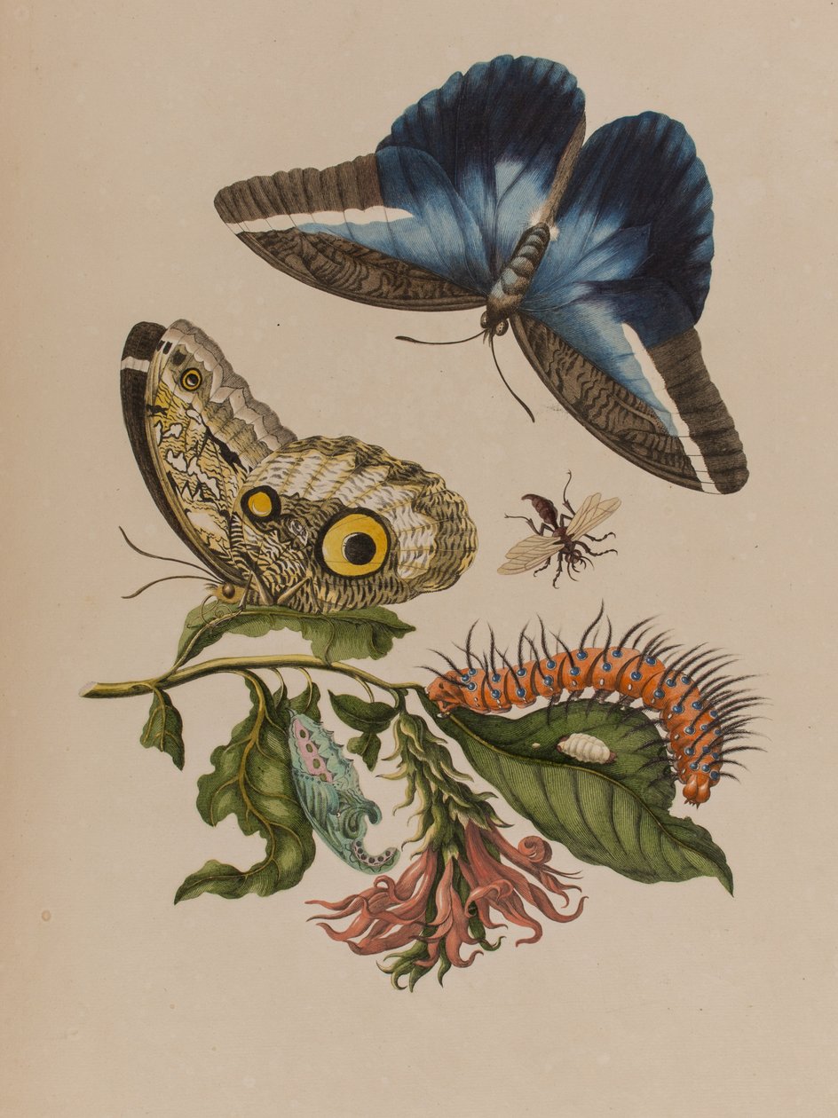 插图来自 "Metamorphosis insectorum Surinamensium.Ofte Verandering der Surinaamsche Insecten》，1705年出版（彩色雕刻）。 作者 玛丽亚·西比拉·格拉夫（后）梅里安