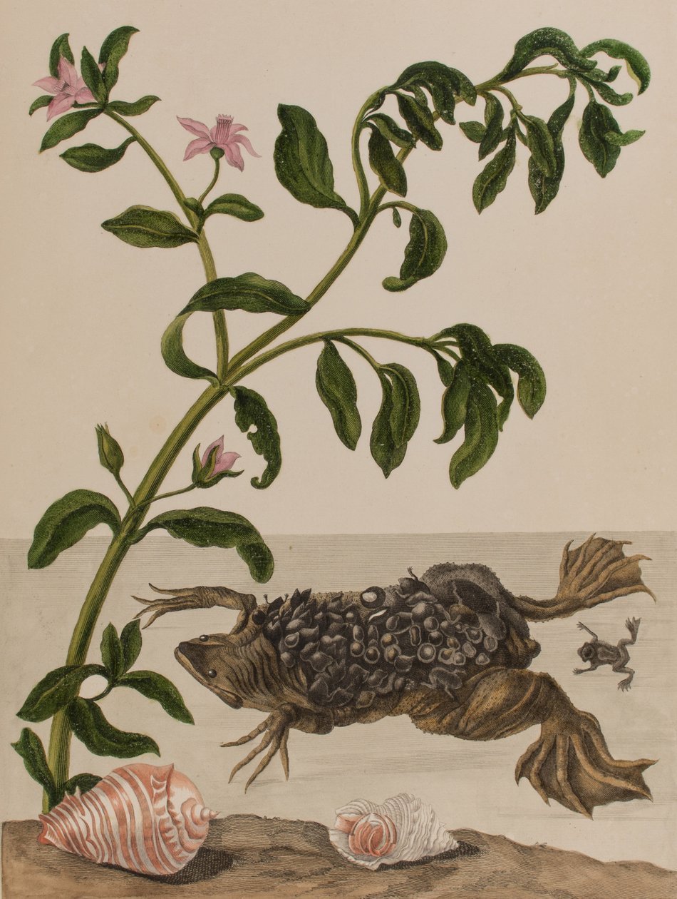 插图来自 "Metamorphosis insectorum Surinamensium.Ofte Verandering der Surinaamsche Insecten》，1705年出版（彩色雕刻）。 作者 玛丽亚·西比拉·格拉夫（后）梅里安