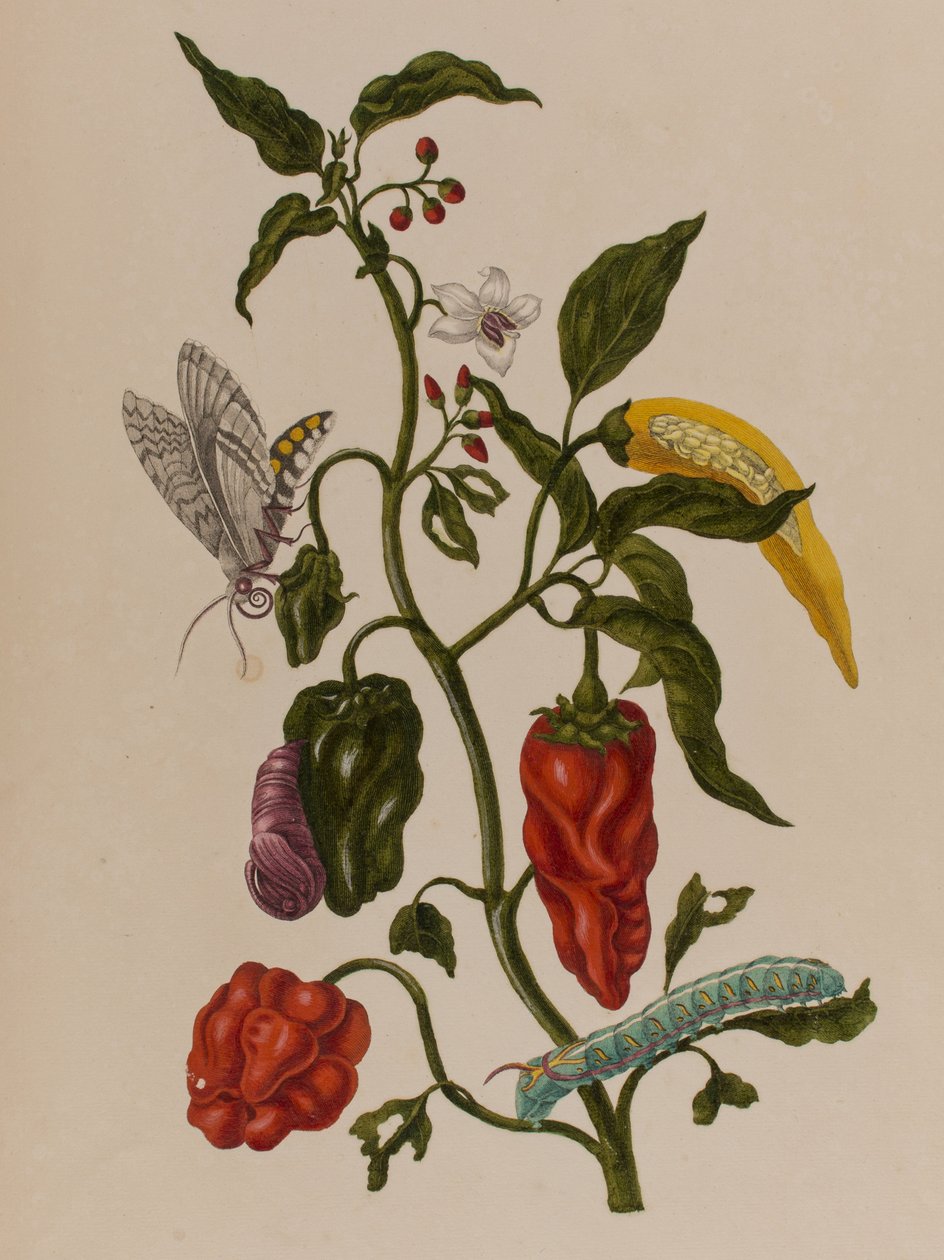 插图来自 "Metamorphosis insectorum Surinamensium.Ofte Verandering der Surinaamsche Insecten》，1705年出版（彩色雕刻）。 作者 玛丽亚·西比拉·格拉夫（后）梅里安