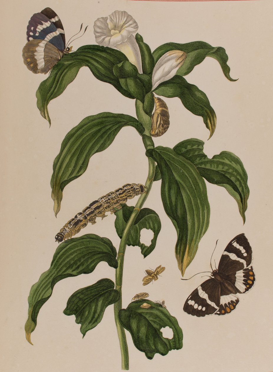 插图来自 "Metamorphosis insectorum Surinamensium.Ofte Verandering der Surinaamsche Insecten》，1705年出版（彩色雕刻）。 作者 玛丽亚·西比拉·格拉夫（后）梅里安