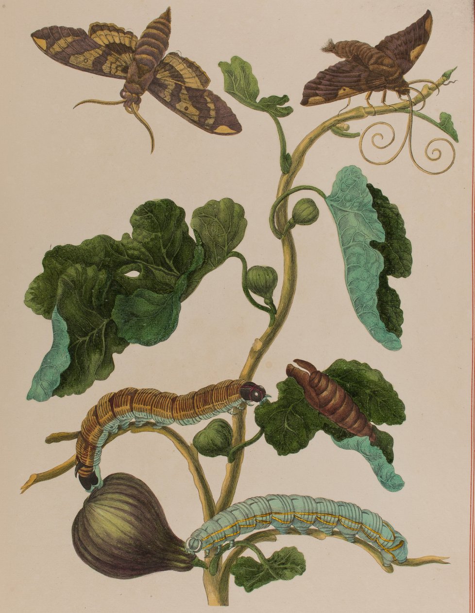 插图来自 "Metamorphosis insectorum Surinamensium.Ofte Verandering der Surinaamsche Insecten》，1705年出版（彩色雕刻）。 作者 玛丽亚·西比拉·格拉夫（后）梅里安