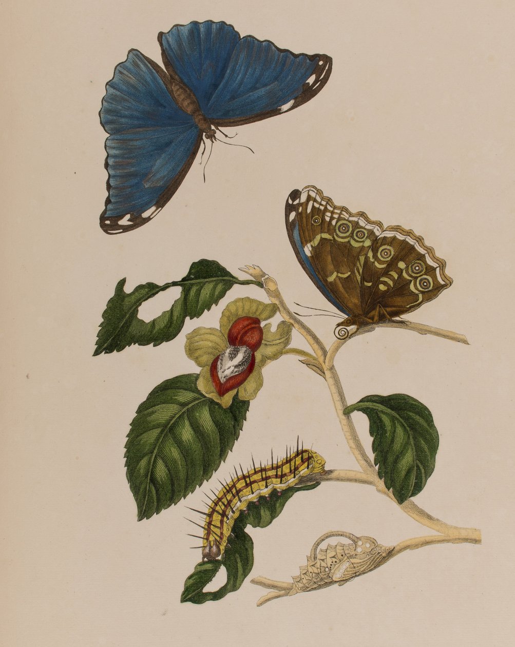插图来自 "Metamorphosis insectorum Surinamensium.Ofte Verandering der Surinaamsche Insecten》，1705年出版（彩色雕刻）。 作者 玛丽亚·西比拉·格拉夫（后）梅里安