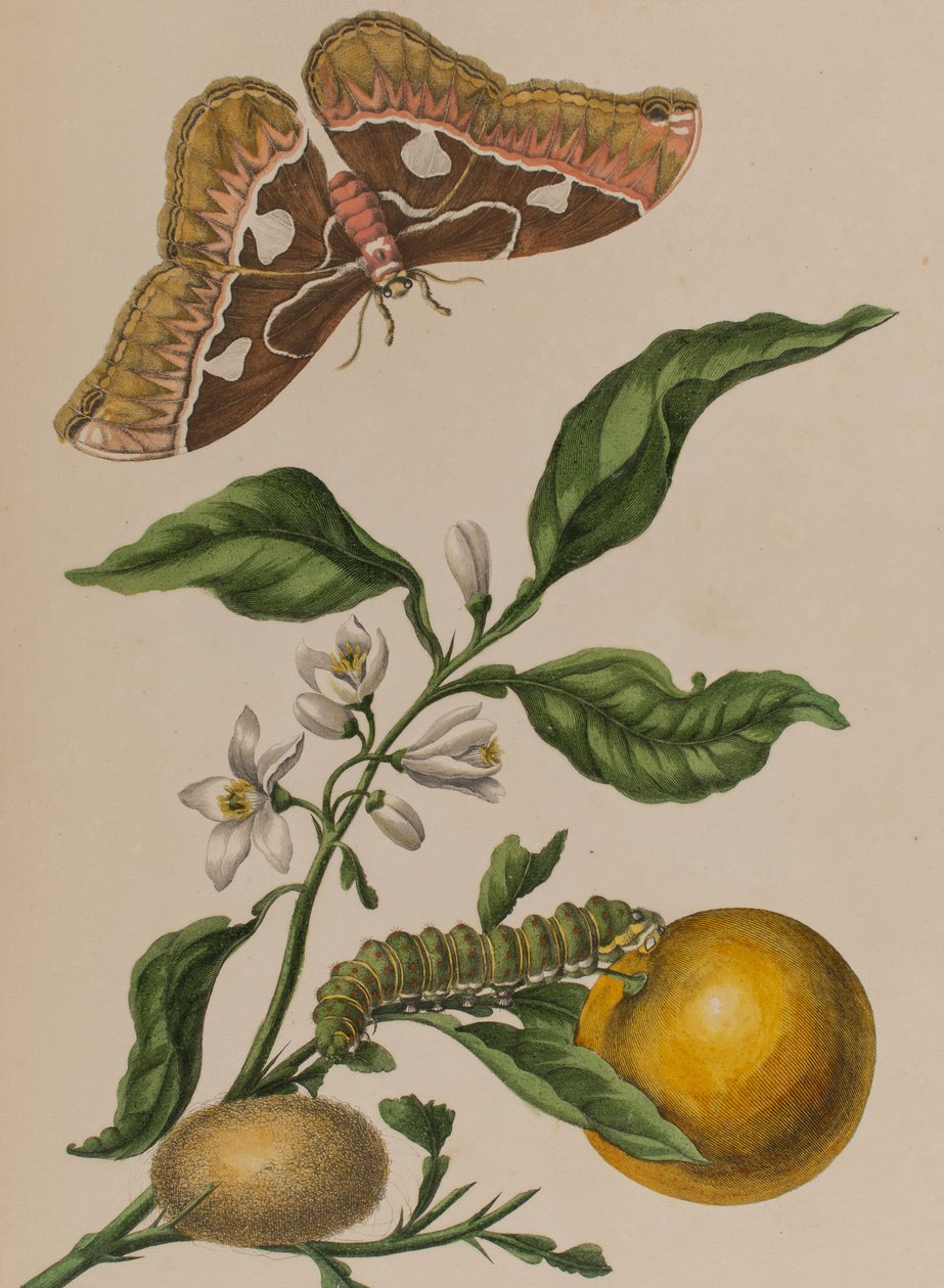 插图来自 "Metamorphosis insectorum Surinamensium.Ofte Verandering der Surinaamsche Insecten》，1705年出版（彩色雕刻）。 作者 玛丽亚·西比拉·格拉夫（后）梅里安