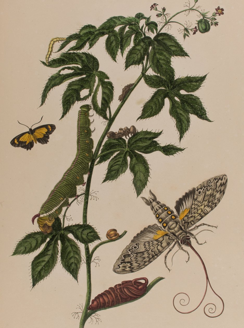 插图来自 "Metamorphosis insectorum Surinamensium.Ofte Verandering der Surinaamsche Insecten》，1705年出版（彩色雕刻）。 作者 玛丽亚·西比拉·格拉夫（后）梅里安