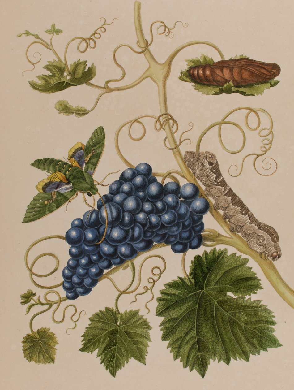 插图来自 "Metamorphosis insectorum Surinamensium.Ofte Verandering der Surinaamsche Insecten》，1705年出版（彩色雕刻）。 作者 玛丽亚·西比拉·格拉夫（后）梅里安
