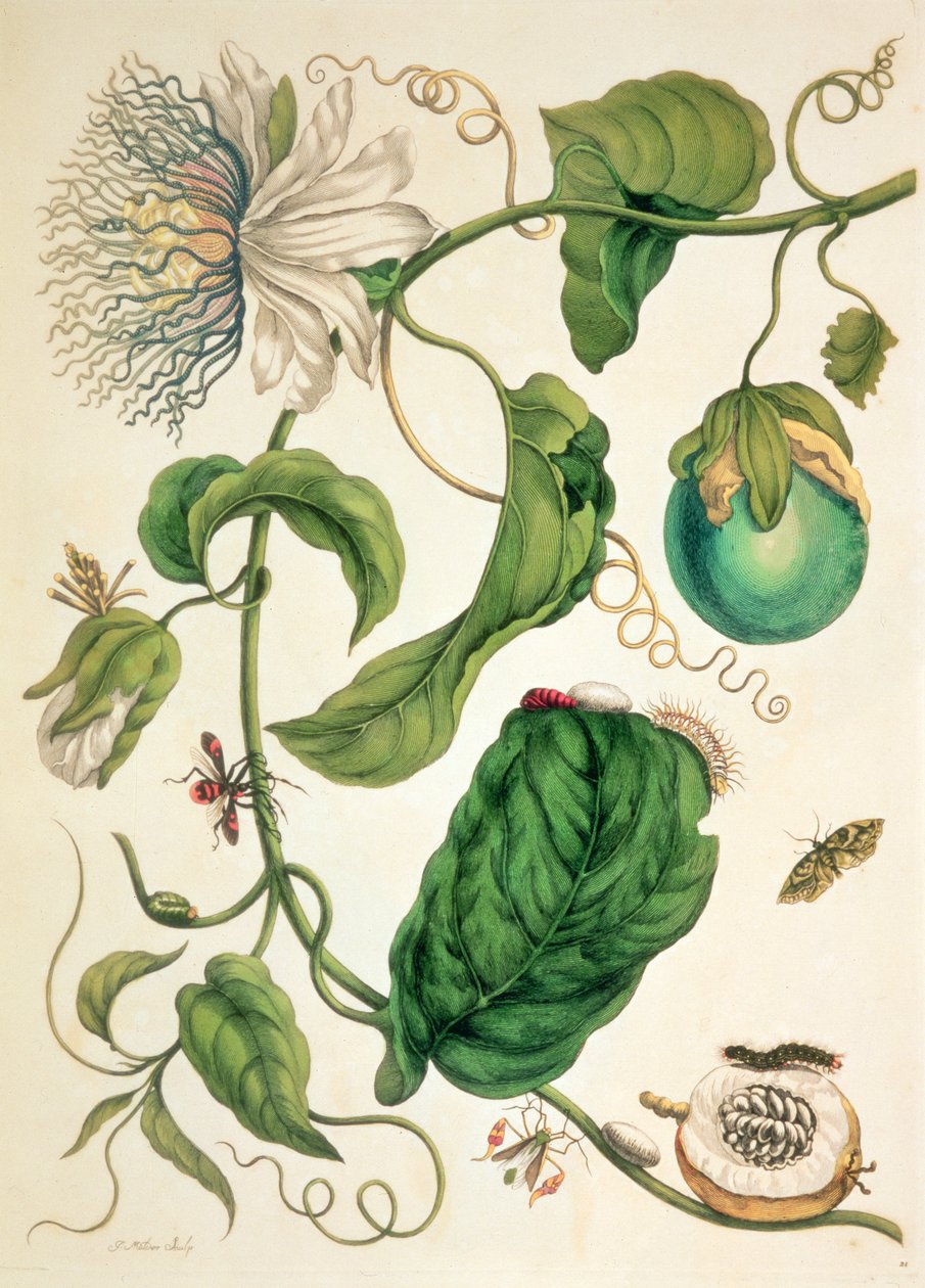 来自《Metamorphosis Insectorum Surinamensium》的插图 作者 玛丽亚·西比拉·格拉夫（后）梅里安