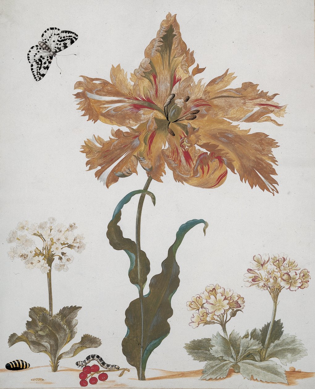 约1670年的鹦鹉郁金香，春兰，红醋栗，with蛾，毛毛虫和 作者 玛丽亚·西比拉·梅里安