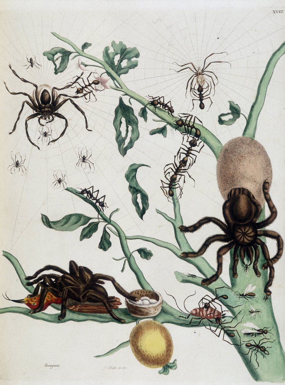 1771 年，Maria Sibylla Merian 的“苏里南和全欧洲昆虫的通史”中，番石榴上的黑蜘蛛以蚂蚁为食或在巢穴中捕捉 colobritgens 作者 玛丽亚·西比拉·梅里安