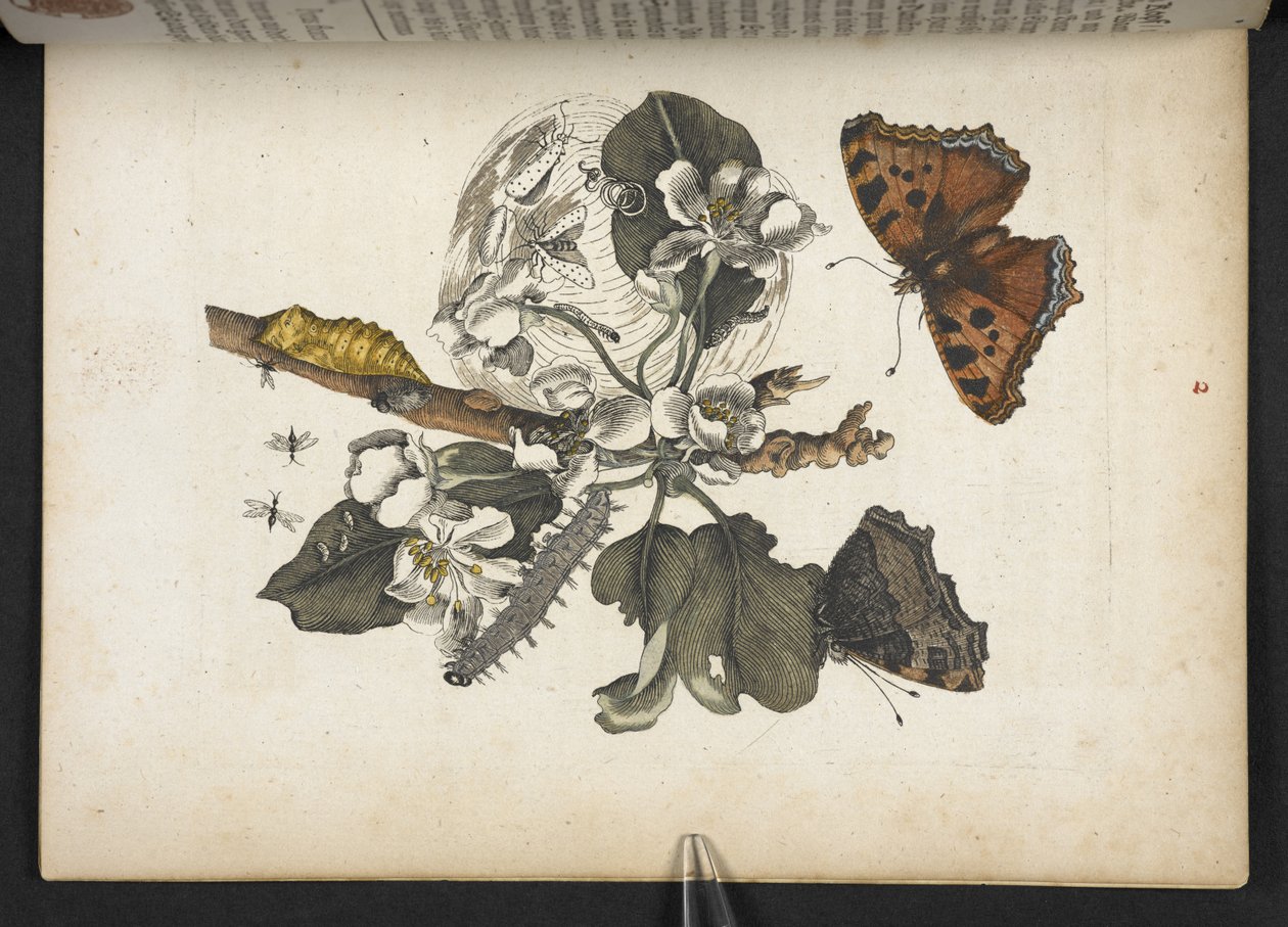 蝴蝶、毛虫和茧，选自《Der Raupen wunderbare Verwandlung und sonderbare Blumen-Nahrung... 作者 玛丽亚·西比拉·梅里安
