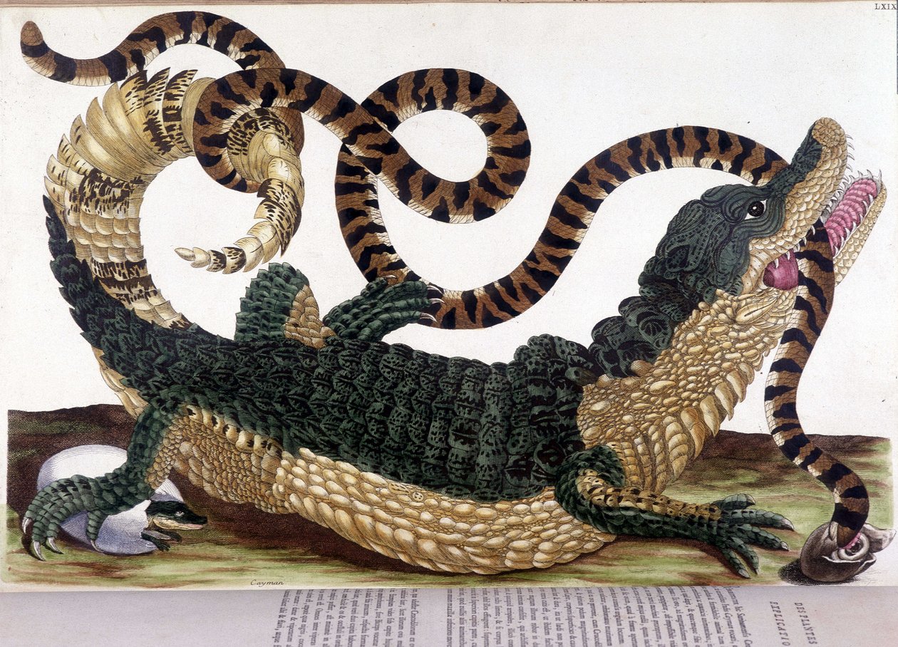 Fight between a crocodile and a snake - in “” General history of insects of Surinam and of all Europe””, by Maria Sibylla de Merian, Paris 作者 玛丽亚·西比拉·梅里安