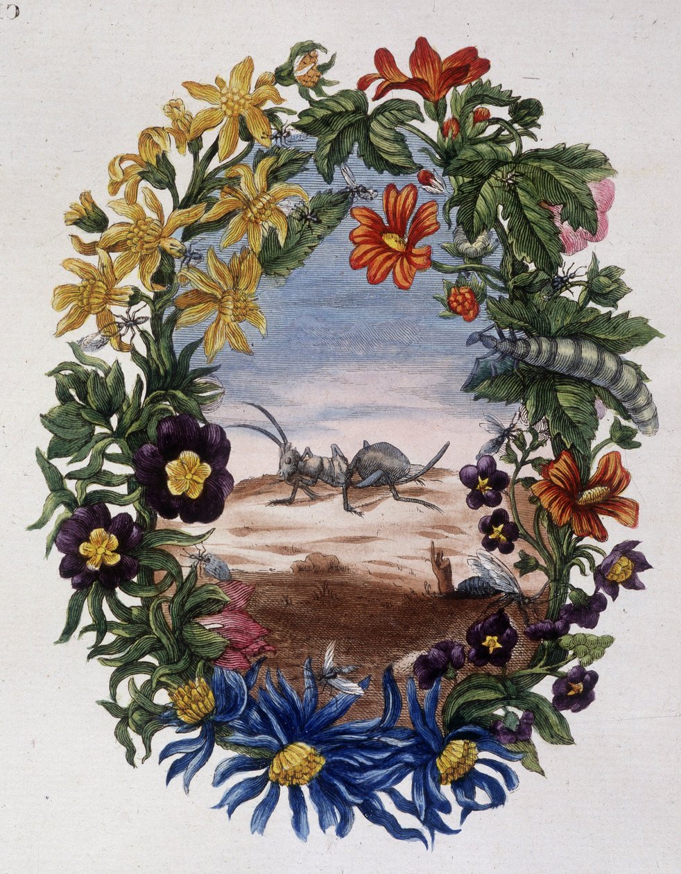 Fourmi - 作者：Maria Sibylla Merian 作者 玛丽亚·西比拉·梅里安
