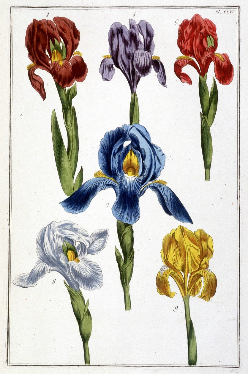 鸢尾花 - 在“来自苏里南和整个​​欧洲的昆虫通史”中，由 Maria Sibylla de Merian 着，编辑。 德斯诺斯, 巴黎 作者 玛丽亚·西比拉·梅里安