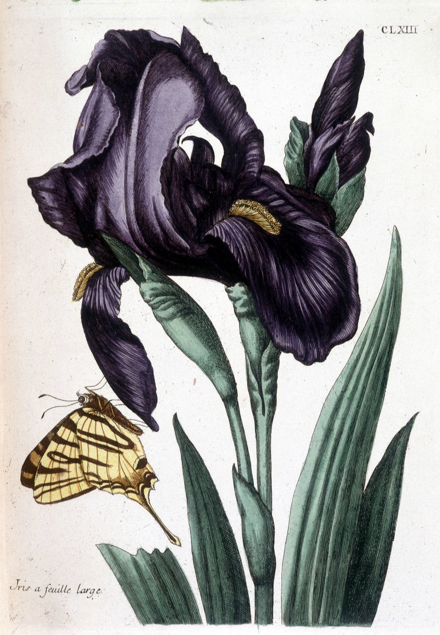 阔叶鸢尾 - 玛丽亚·西比拉·德梅里安 (Maria Sibylla de Merian) 编着的“苏里南和全欧洲昆虫通史”中。 德斯诺斯, 巴黎 作者 玛丽亚·西比拉·梅里安