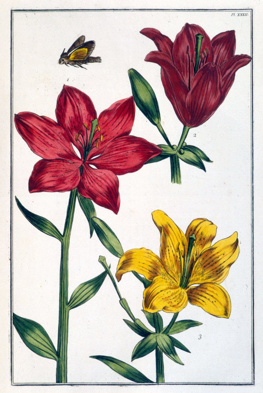 红百合（百合） - 在“来自苏里南和整个​​欧洲的昆虫通史”中，由 Maria Sibylla de Merian 编着。 德斯诺斯, 巴黎 作者 玛丽亚·西比拉·梅里安