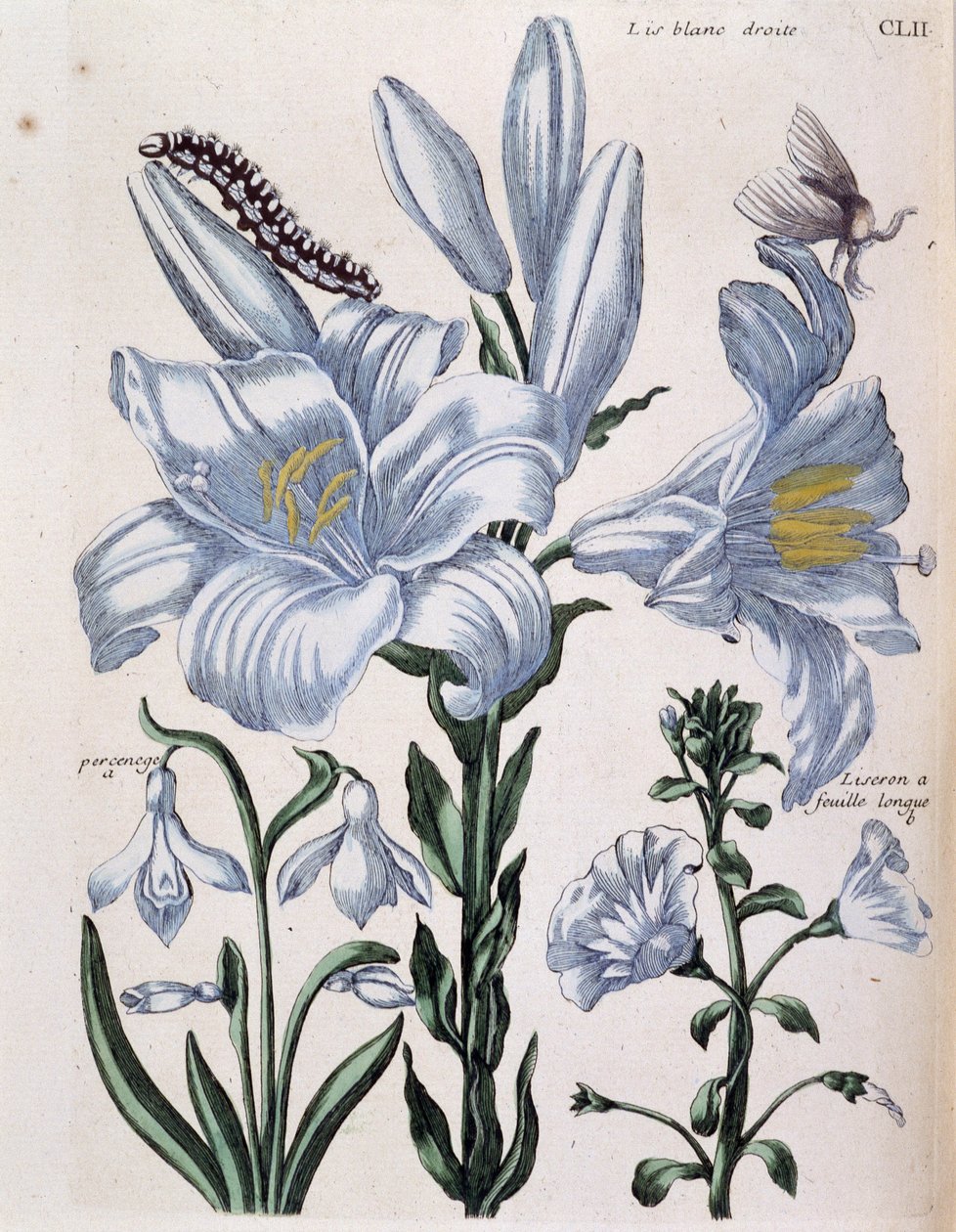 Lys (lis) white right and long-leaf edge - in “” Histoire générale des insects de Surinam et de toute l