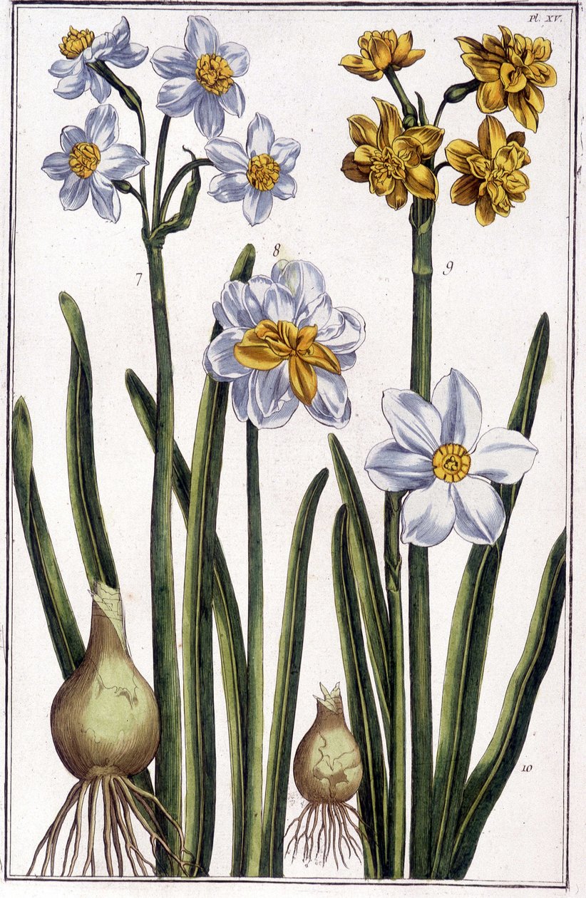 水仙--载于《苏里南和整个欧洲的昆虫史》，作者Maria Sibylla de Merian，Desnos编辑，巴黎。 作者 玛丽亚·西比拉·梅里安