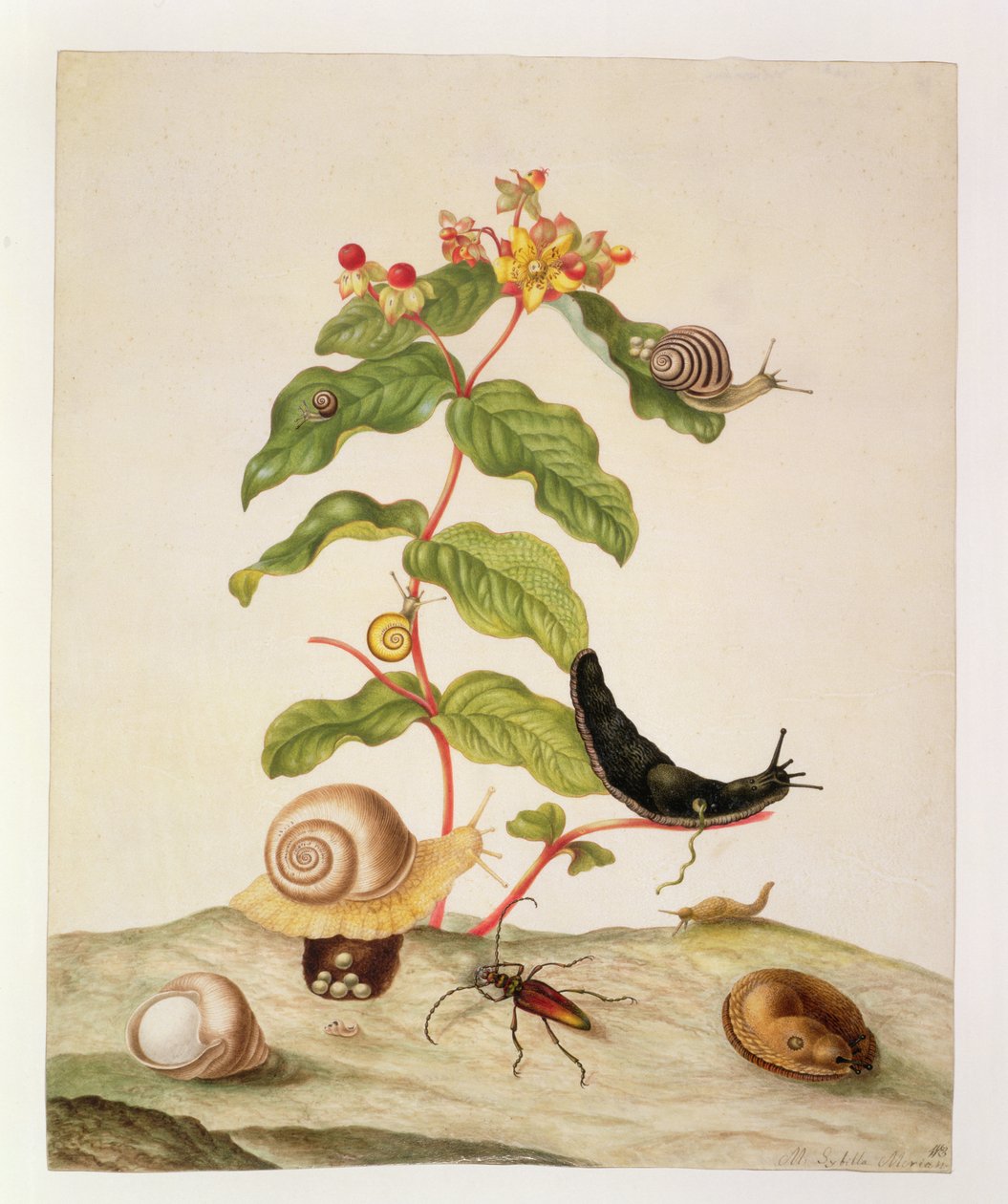 No.1146c带有蜗牛和甲虫的金丝桃属植物，1695 作者 玛丽亚·西比拉·梅里安