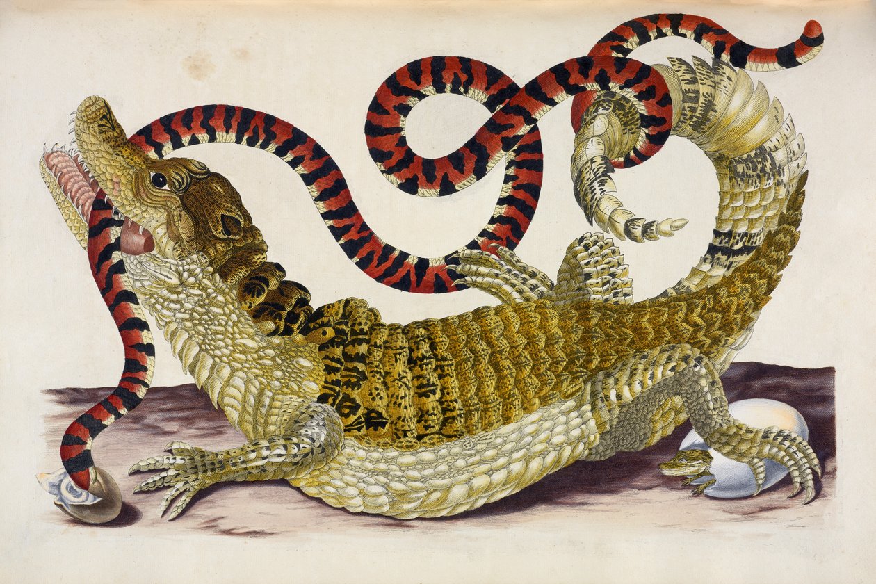 Surinam Caiman Protecting Her Hatchlings from a Coral Snake 作者 玛丽亚·西比拉·梅里安
