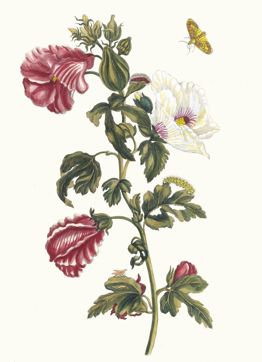 阿尔塞亚。摘自《苏里南变形记》（Metamorphosis insectorum Surinamensium），1705年。 作者 玛丽亚·西比拉·梅里安