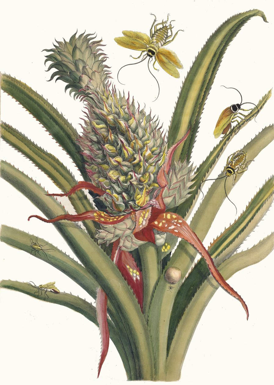 阿纳纳斯。摘自《苏里南变形记》（Metamorphosis insectorum Surinamensium），1705年。 作者 玛丽亚·西比拉·梅里安