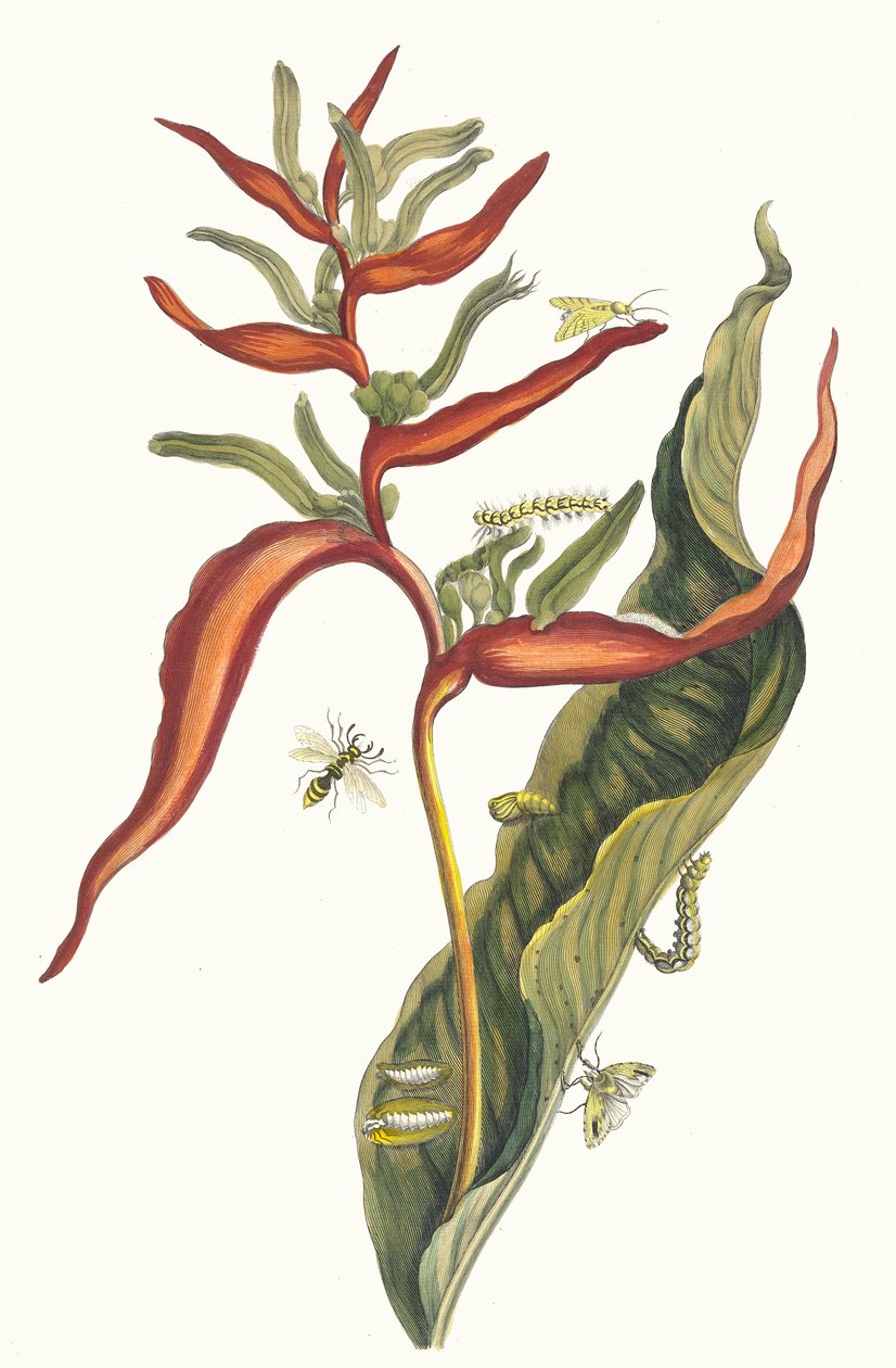 巴利亚。摘自《苏里南变形记》（Metamorphosis insectorum Surinamensium），1705年。 作者 玛丽亚·西比拉·梅里安
