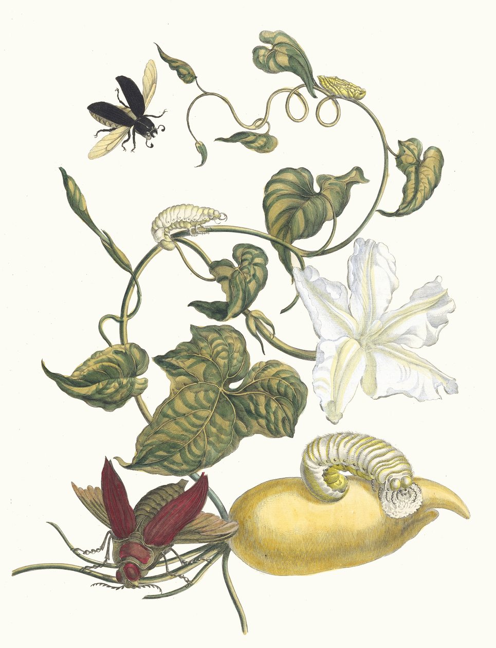 巴塔特斯。摘自《苏里南变形记》（Metamorphosis insectorum Surinamensium），1705年。 作者 玛丽亚·西比拉·梅里安