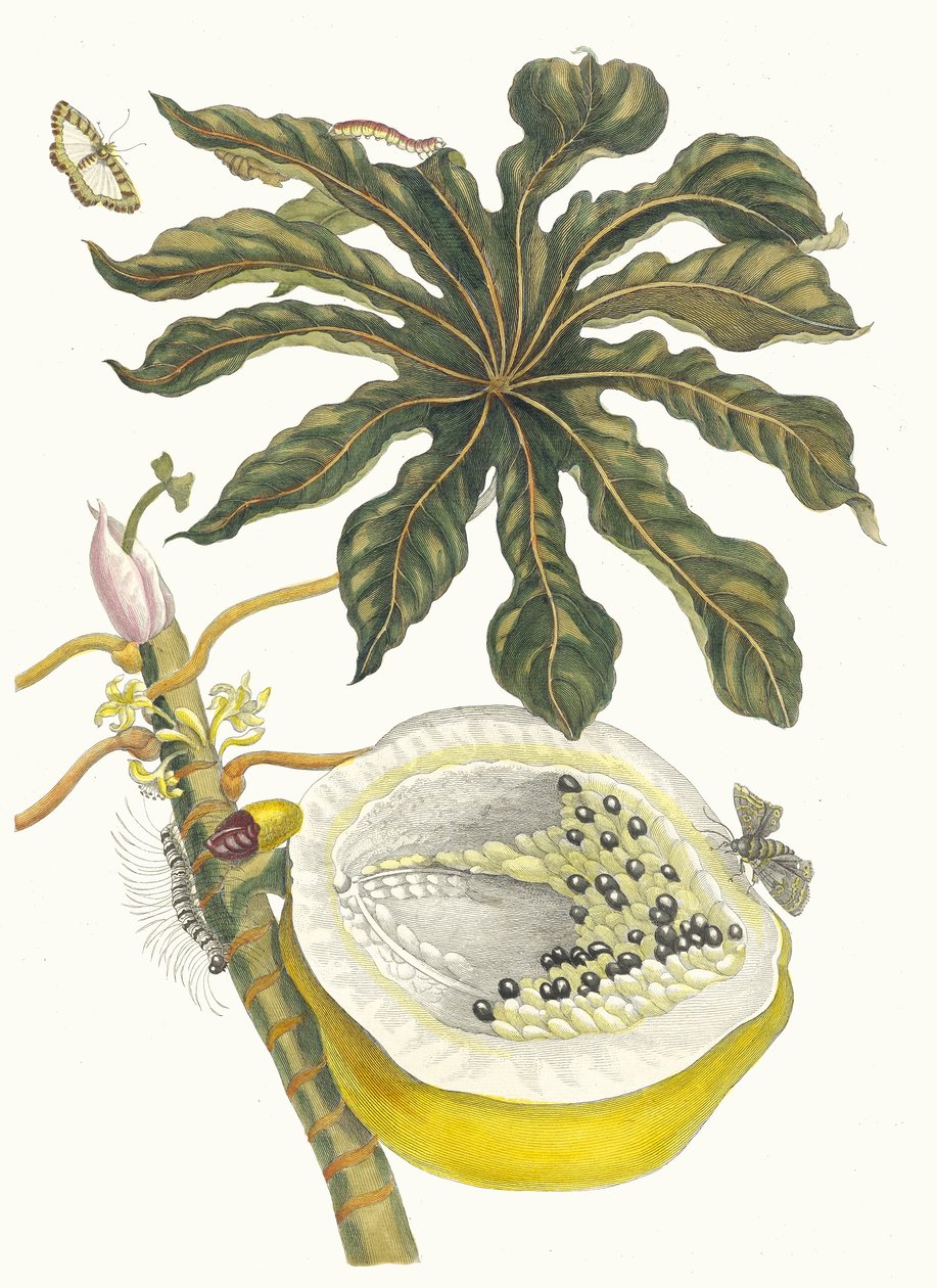 木瓜。摘自《苏里南变形记》（Metamorphosis insectorum Surinamensium），1705年。 作者 玛丽亚·西比拉·梅里安