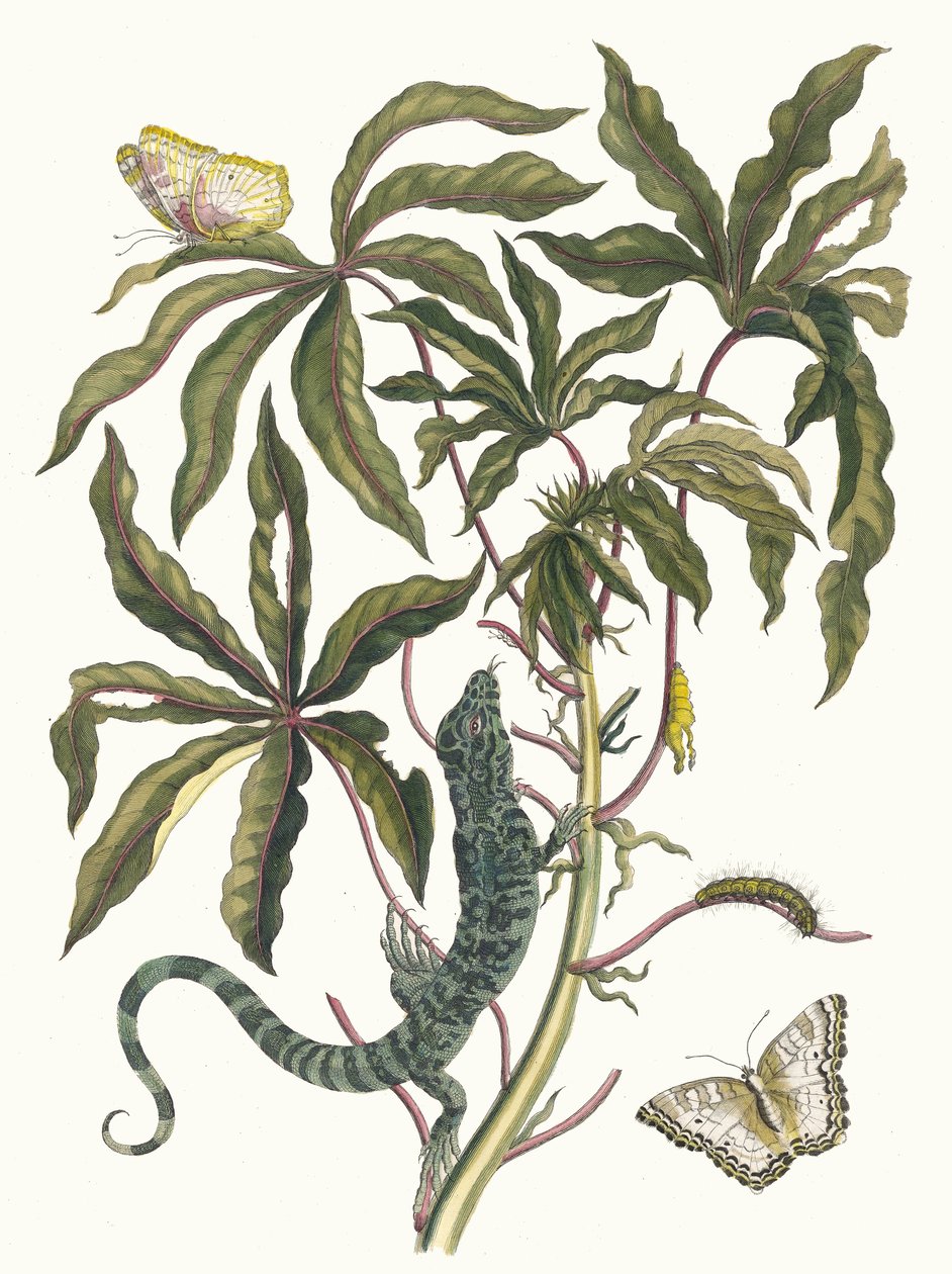 卡萨维。摘自《苏里南变形记》，1705年。 作者 玛丽亚·西比拉·梅里安