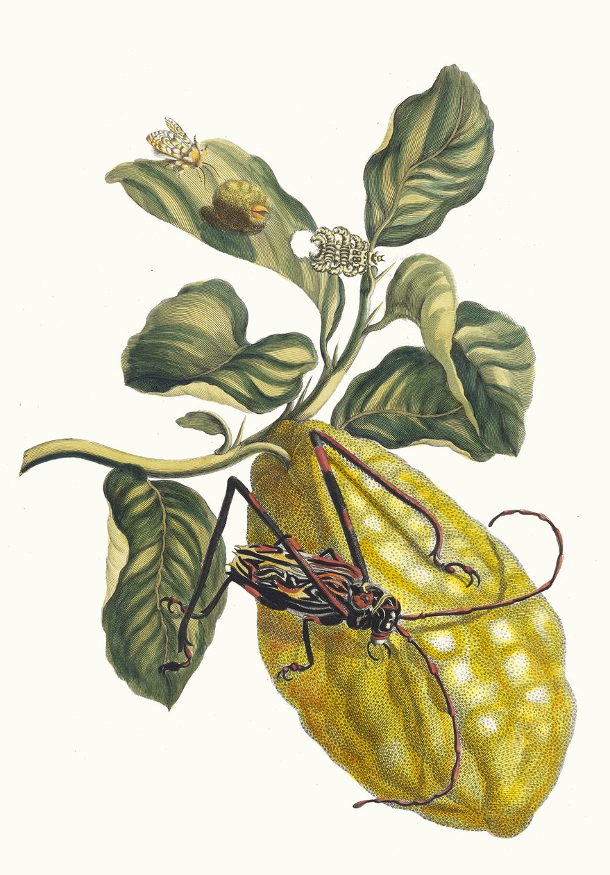 希特罗尼耶。摘自《苏里南变形记》，1705年。 作者 玛丽亚·西比拉·梅里安