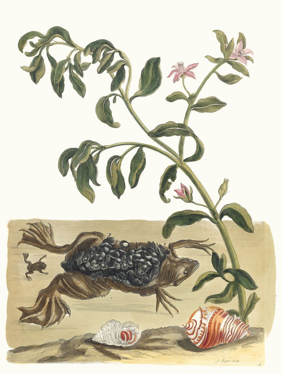 克雷森。摘自《苏里南变形记》（Metamorphosis insectorum Surinamensium），1705年。 作者 玛丽亚·西比拉·梅里安