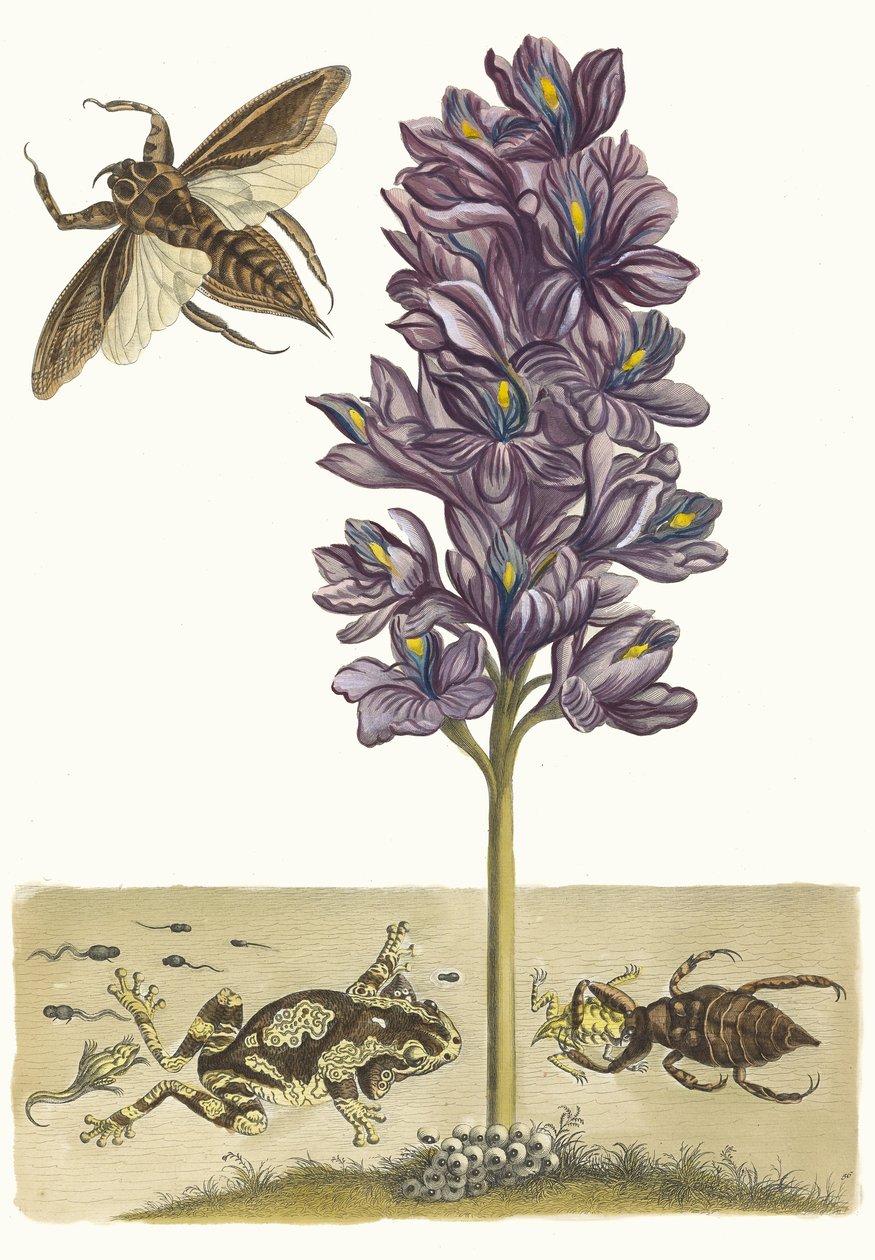 Eichhornia crassipes。摘自《苏里南变形记》（Metamorphosis insectorum Surinamensium），1705年。 作者 玛丽亚·西比拉·梅里安