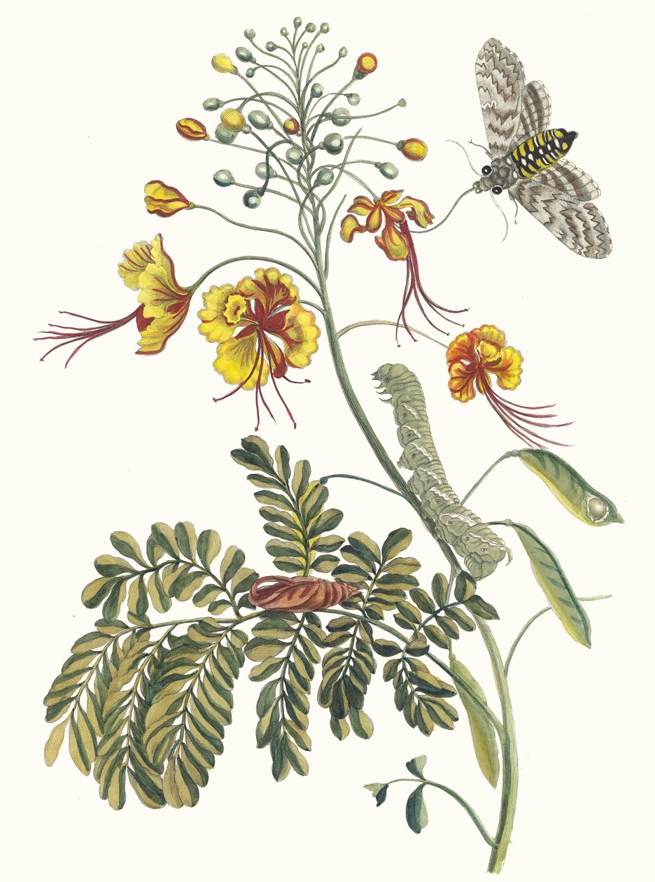 Flos Pavonis.摘自《苏里南变形记》，1705年。 作者 玛丽亚·西比拉·梅里安