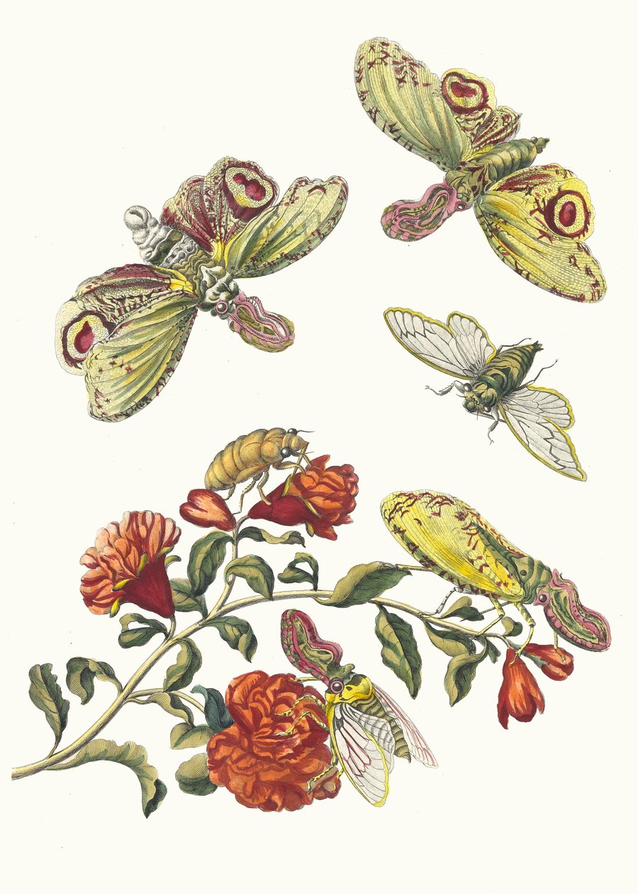 格林纳迪尔。摘自《苏里南变形记》（Metamorphosis insectorum Surinamensium），1705年。 作者 玛丽亚·西比拉·梅里安