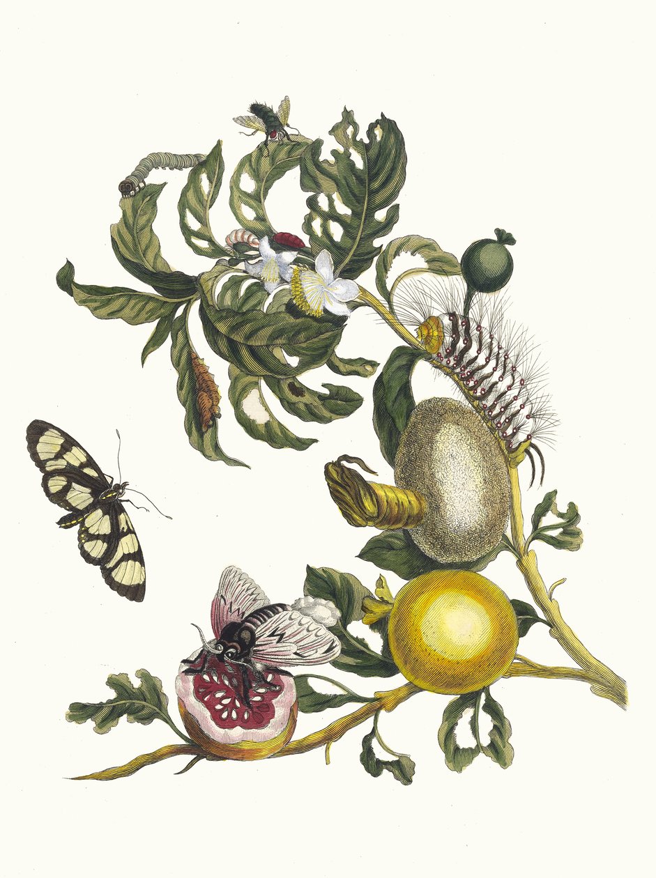 瓜哈维。摘自《苏里南变形记》（Metamorphosis insectorum Surinamensium），1705年。 作者 玛丽亚·西比拉·梅里安