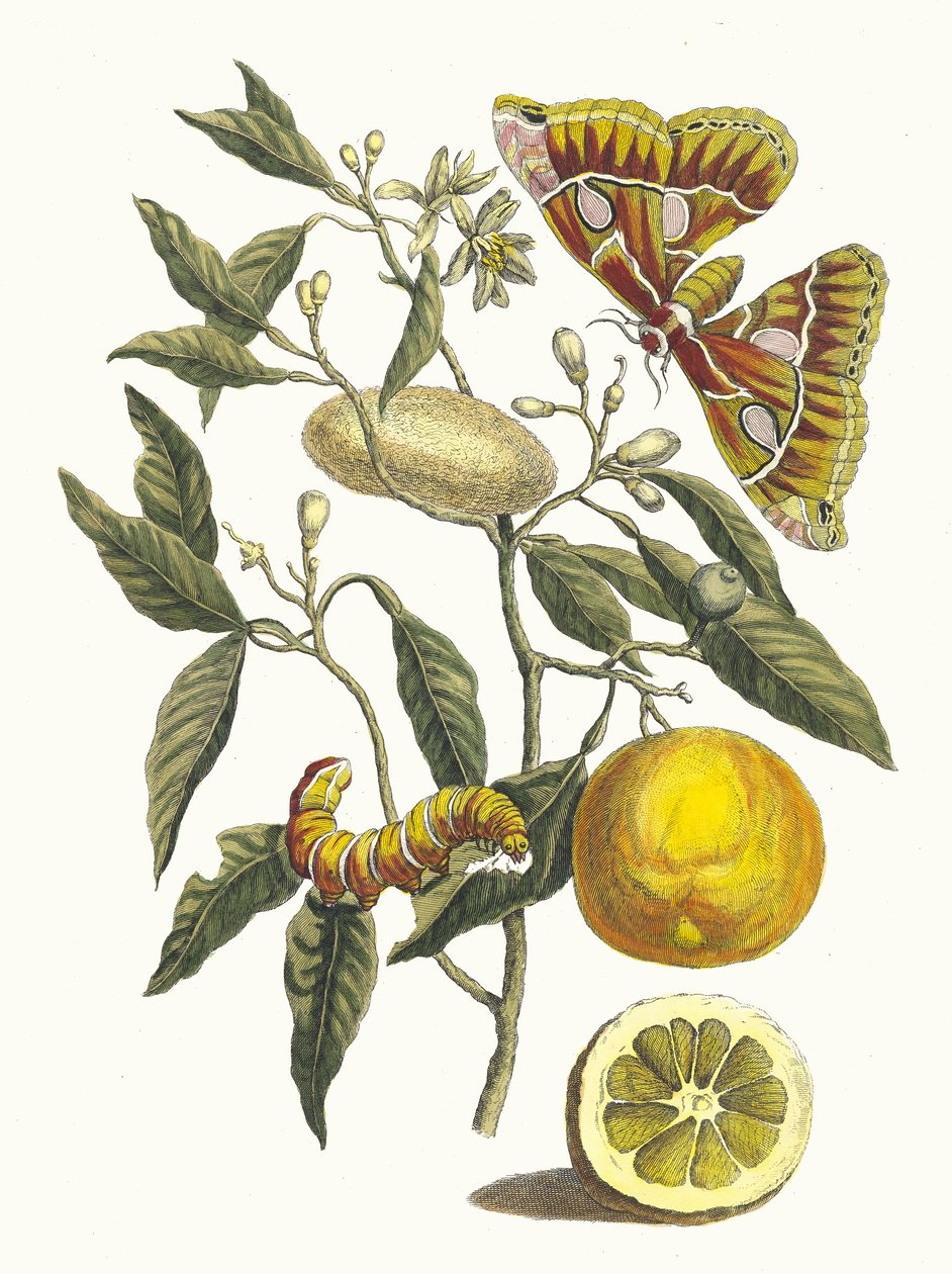 柠檬。摘自《苏里南变形记》（Metamorphosis insectorum Surinamensium），1705年。 作者 玛丽亚·西比拉·梅里安