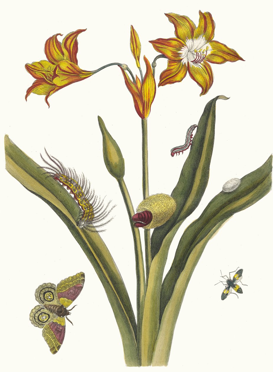 李斯-鲁格。摘自《苏里南变形记》（Metamorphosis insectorum Surinamensium），1705年。 作者 玛丽亚·西比拉·梅里安