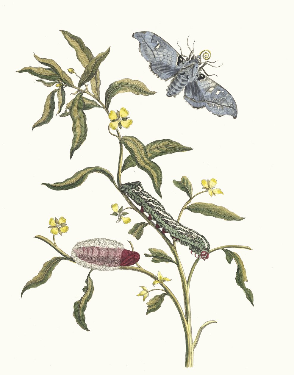 Ludwigia octovalvis.摘自《苏里南变形记》（Metamorphosis insectorum Surinamensium），1705年。 作者 玛丽亚·西比拉·梅里安