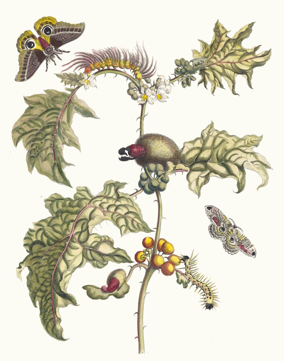 马卡伊。摘自《苏里南变形记》（Metamorphosis insectorum Surinamensium），1705年。 作者 玛丽亚·西比拉·梅里安