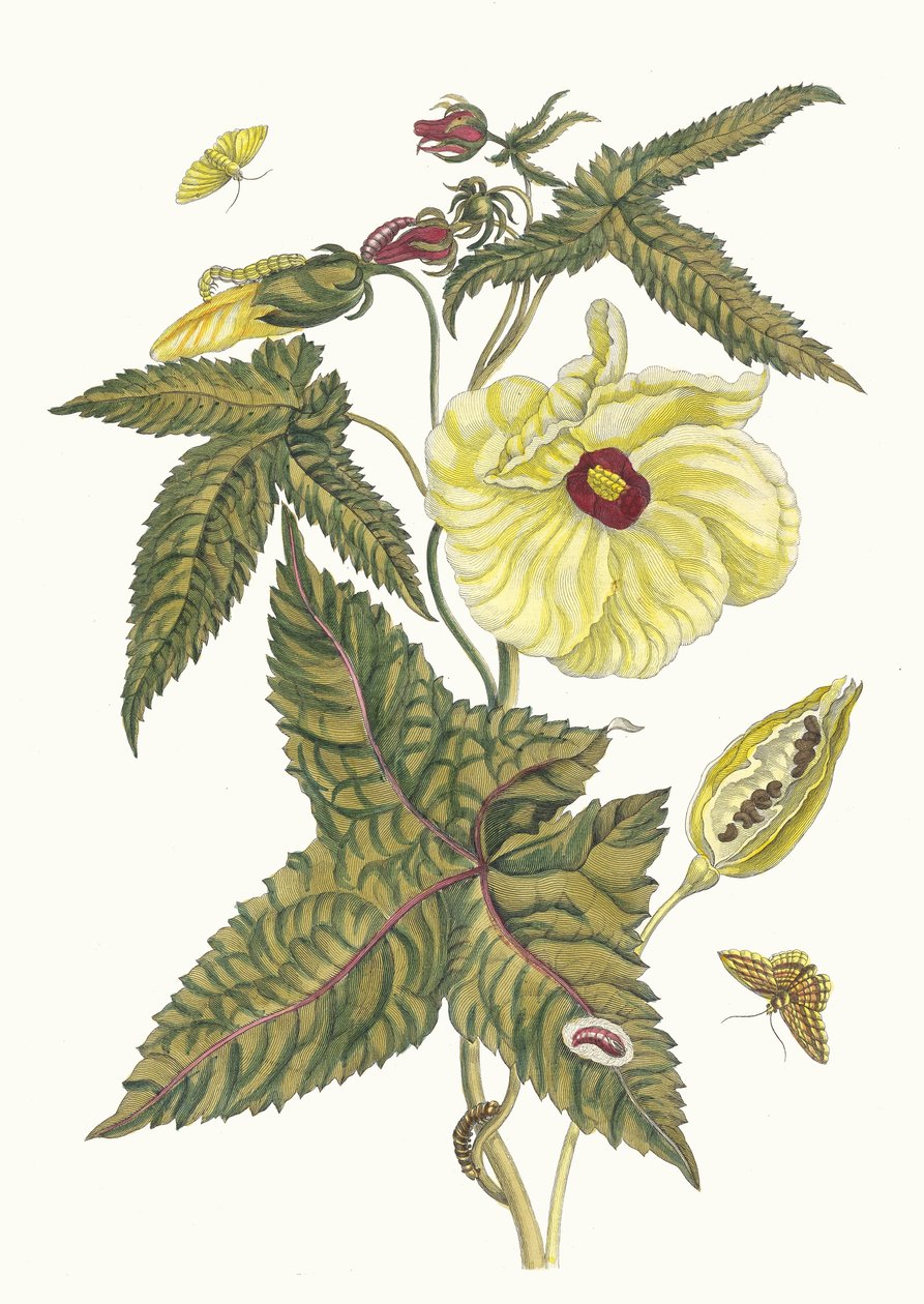 Muscus-Bloem。摘自《苏里南变形记》（Metamorphosis insectorum Surinamensium），1705年。 作者 玛丽亚·西比拉·梅里安