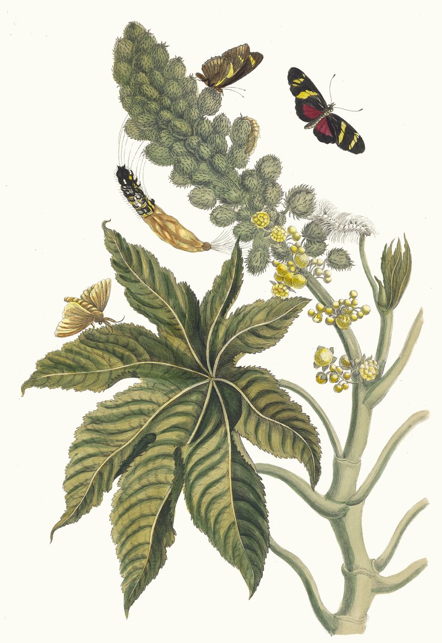 帕尔马-克里斯蒂。摘自《苏里南变形记》（Metamorphosis insectorum Surinamensium），1705年。 作者 玛丽亚·西比拉·梅里安