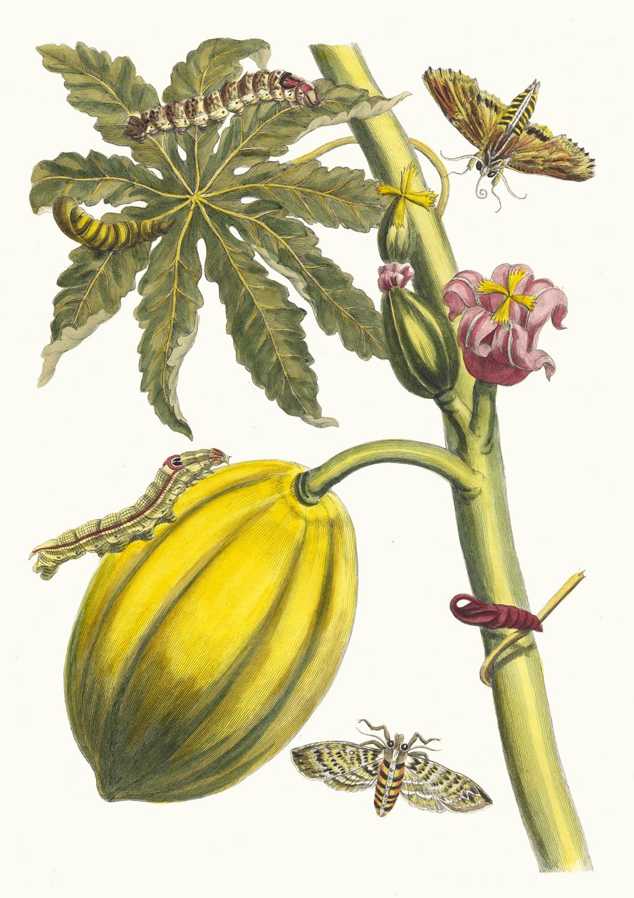 木瓜。摘自《苏里南变形记》（Metamorphosis insectorum Surinamensium），1705年。 作者 玛丽亚·西比拉·梅里安