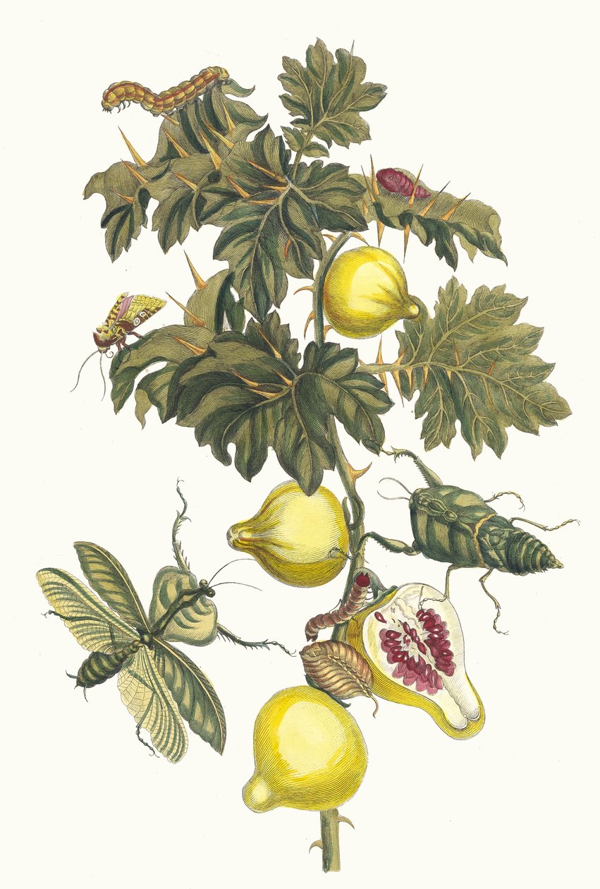波姆-德-索多姆。摘自《苏里南变形记》（Metamorphosis insectorum Surinamensium），1705年。 作者 玛丽亚·西比拉·梅里安