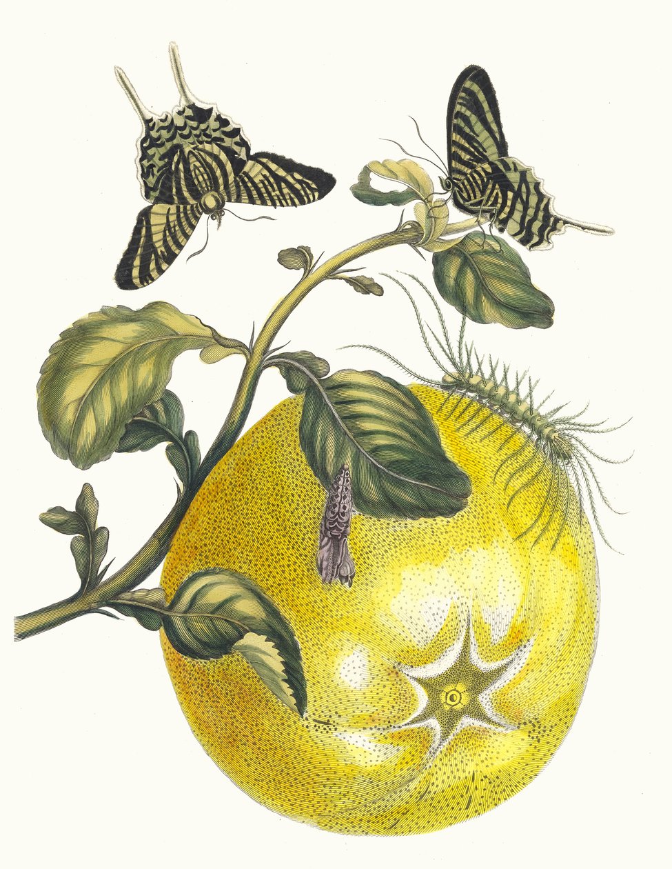 蓬佩尔莫斯。摘自《苏里南变形记》，1705年。 作者 玛丽亚·西比拉·梅里安