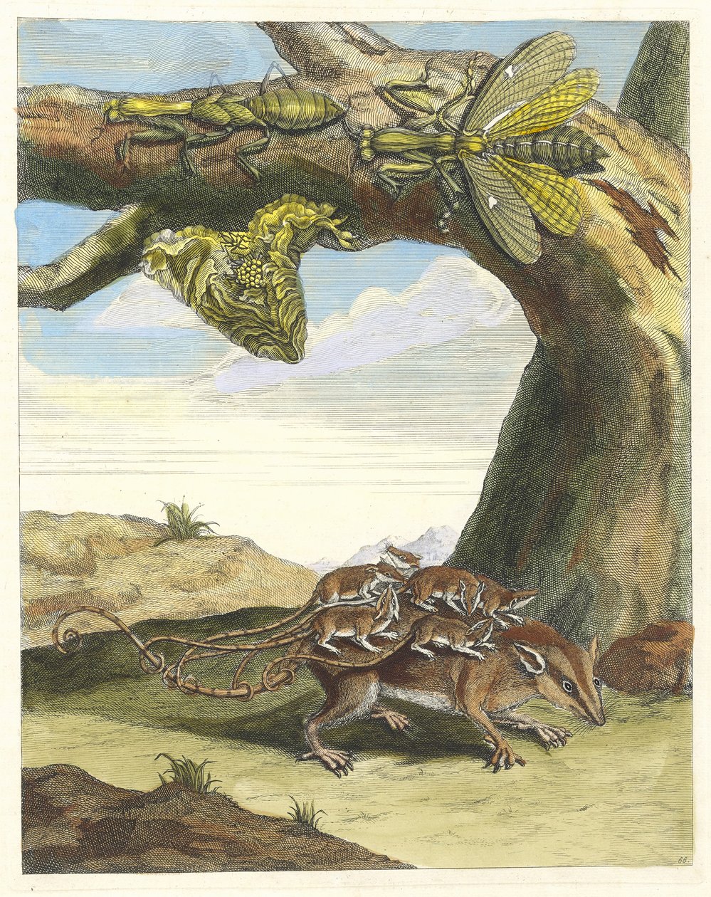 森林之鼠。摘自《苏里南变形记》，1705年。 作者 玛丽亚·西比拉·梅里安